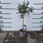 Ceanot (Ceanothus thyrsiflorus) ´REPENS´ - výška 50-60 cm, kont. C2L - NA KMIENKU